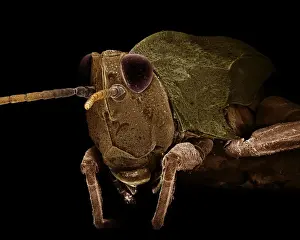 Scanning Electron Micrograph (SEM): Common Field Grasshopper, Magnification x 55 (A4 size: 29. 7 cm width)