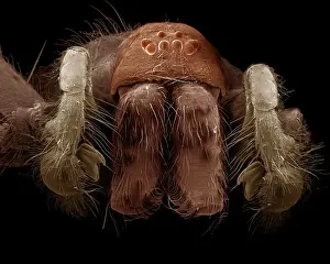 Scanning Electron Micrograph (SEM): Common House Spider - male, Magnification x (A4 size: 29. 7 cm width)