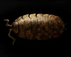 Scanning Electron Micrograph (SEM): Common Rough Woodlouse, Magnification x 20 (A4 size: 29. 7 cm width)