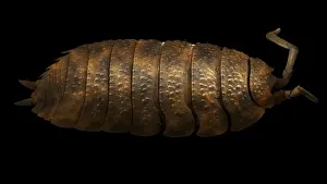 Scanning Electron Micrograph (SEM): Common Rough Woodlouse, Magnification x 20 (A4 size: 29. 7 cm width)