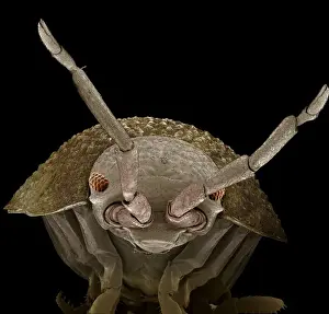 Scanning Electron Micrograph (SEM): Common Rough Woodlouse, Magnification x 55 (A4 size: 29. 7 cm width)