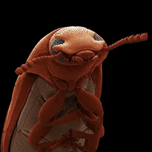Scanning Electron Micrograph (SEM): Confused Flour Beetle - Magnification x 110 (if print A4 size: 29. 7 cm wide)