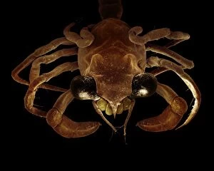 Scanning Electron Micrograph (SEM): Crab megalops