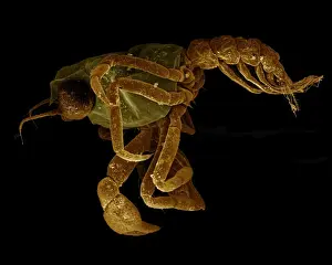 Scanning Electron Micrograph (SEM): Crab megalops ; Magnification x 80 (A4 size: 29. 7 cm width)