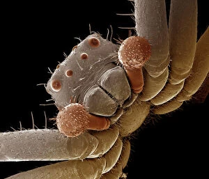 Legs Collection: Scanning Electron Micrograph (SEM): Crab Spider, Magnification x 140 (A4 size: 29. 7 cm width)