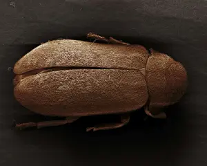 Scanning Electron Micrograph (SEM): Death Watch Beetle - Magnification x 40 (if print A4 size: 29. 7 cm wide)