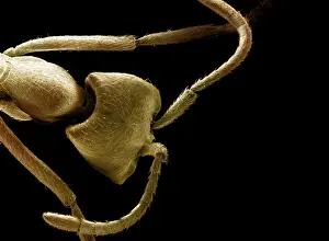 Scanning Electron Micrograph (SEM): Driver Ant - Magnification x 90 (if print A4 size: 29. 7 cm wide)