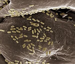Images Dated 30th April 2009: Scanning Electron Micrograph (SEM): E. coli; Magnification x 15, 000 (A4 size: 29.7 cm width)