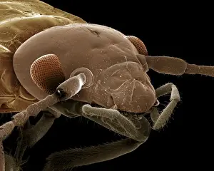 Scanning Electron Micrograph (SEM): Earwig; Magnification x 85 (A4 size: 29. 7 cm width)