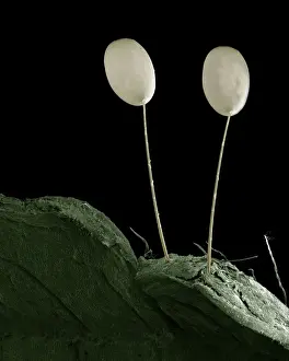 Scanning Electron Micrograph (SEM): Egs of Green Lacewing; Magnification x 85 (A4 size: 29. 7 cm width)