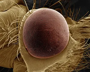 Scanning Electron Micrograph (SEM): Eye of a Caddis Fly - Magnification x 125 (if print A4 size: 29. 7 cm wide)