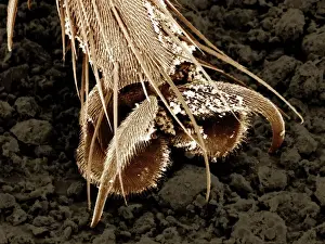 Scanning Electron Micrograph (SEM): A foot of a House Fly - Magnification unknown