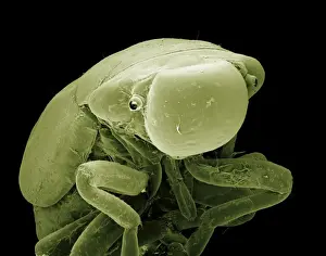 Scanning Electron Micrograph (SEM): Froghopper (nymph), Magnification x70 (A4 size: 29. 7 cm width)