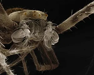 Scanning Electron Micrograph (SEM): Garden Spider - male - Magnification x35 (if print A4 size: 29. 7 cm wide)