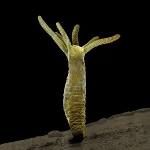 Scanning Electron Micrograph (SEM): Hydra - Magnification unknown