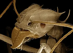 Scanning Electron Micrograph (SEM): Leaf Cutter Ant, Magnification x 200 (A4 size: 29. 7 cm width)