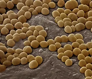 Scanning Electron Micrograph (SEM); Magnification 28, 000 (A4 size: 29. 7 cm width)