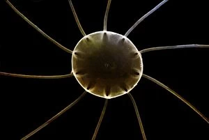 Scanning Electron Micrograph (SEM): Marine Diatom