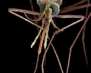 Legs Collection: Scanning Electron Micrograph (SEM): Mosquito, Female; Magnification x 55 (A4 size: 29. 7 cm width)