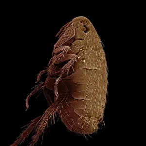Scanning Electron Micrograph (SEM): Oriental Rat Flea, Magnification x 100 (A4 size: 29. 7 cm width)
