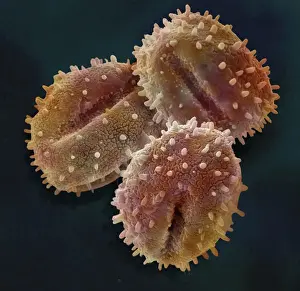 Scanning Electron Micrograph (SEM); Pollen of Mistletoe, Magnification x 2, 850 (A4 size: 29. 7 cm width)