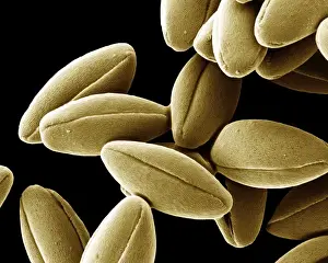 Scanning Electron Micrograph (SEM); Pollen of Speedwell, Magnification x 2, 500 (A4 size: 29. 7 cm width)