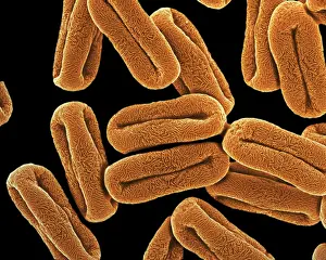 Scanning Electron Micrograph (SEM): Pollen from an Umbelliferous flowering plant; Magnification x 35, 000 (A4 size: 29. 7 cm width)