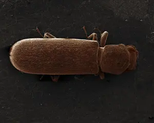 Scanning Electron Micrograph (SEM): Powderpost Beetle - Magnification x 50 (if print A4 size: 29. 7 cm wide)