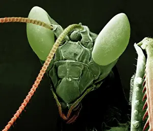 Scanning Electron Micrograph (SEM): Praying Mantis - Magnification x 30 (if print A4 size: 29. 7 cm wide)