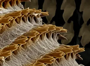 Scanning Electron Micrograph (SEM): Radula (feeding organ) of a Garden Snail - Magnification x 2, 000 (if printed A4, 29. 7 cm wide)