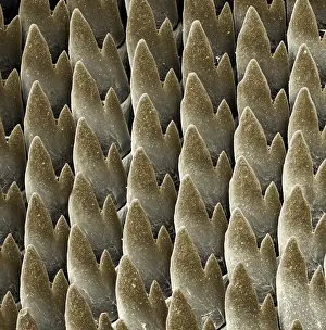 Scanning Electron Micrograph (SEM): Radula of the Garden Snail, Magnification x 3, 500 (A4 size: 29. 7 cm width)