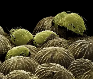 Spectacles Prints: Scanning Electron Micrograph (SEM): Spectacle Moth