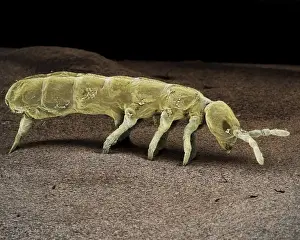 Scanning Electron Micrograph (SEM): Springtail, Order Collembola; Magnification x 150 (A4 size: 29. 7 cm width)