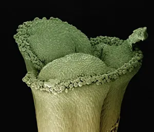 Scanning Electron Micrograph (SEM): stigma of a lily, Magnification x 100 (A4 size: 29. 7 cm width)