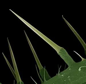 Scanning Electron Micrograph (SEM): Stinging Nettle, Magnification x 130 (A4 size: 29. 7 cm width)