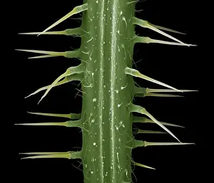 Scanning Electron Micrograph (SEM): Stinging Nettle, Magnification x 40 (A4 size: 29. 7 cm width)