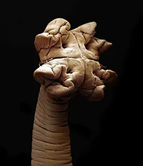 Scanning Electron Micrograph (SEM): Tapeworm from shark