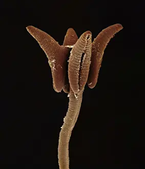 Scanning Electron Micrograph (SEM): Tapeworm from shark