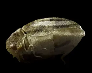 Scanning Electron Micrograph (SEM): Varied Carpet Beetle, Magnification x 90 (A4 size: 29. 7 cm width)