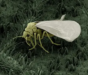 Microscopic Prints: Scanning Electron Micrograph (SEM): Whitefly