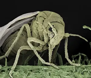 Scanning Electron Micrograph (SEM): Whitefly, Magnification x 200 (A4 size: 29. 7 cm width)