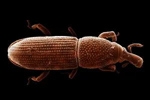 Scanning Electron Micrograph (SEM): Wood-boring Weevil - Magnification x 70 (if print A4 size: 29. 7 cm wide)