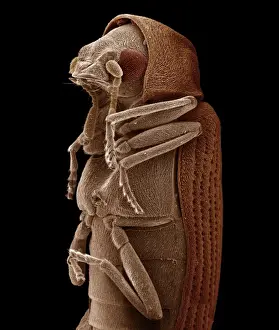 Scanning Electron Micrograph (SEM): Woodworm or Furniture Beetle, Magnification x 85 (A4 size: 29. 7 cm width)