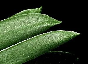 Scanning Electron micrograph (SEM): Yew Leaf; Magnification unknown