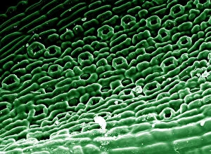 Botany Gallery: Scanning Electron micrograph (SEM)showing stomata