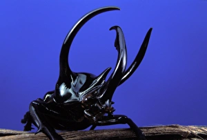Images Dated 21st April 2005: Scarab beetle Malaysia