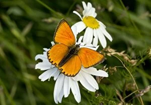Scarce Copper Butterfly male at 1900m Maritime Alps, France