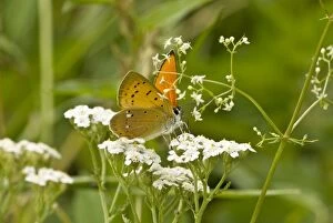 Images Dated 24th June 2008: Scarce copper - Feeding on umbellifer head