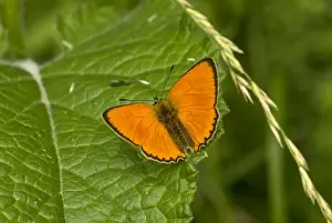 Copper Prints: Scarce copper Upperside, resting on leaf Bukk National Park Hungary