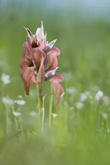 Scarce Tongue Orchid - Italy